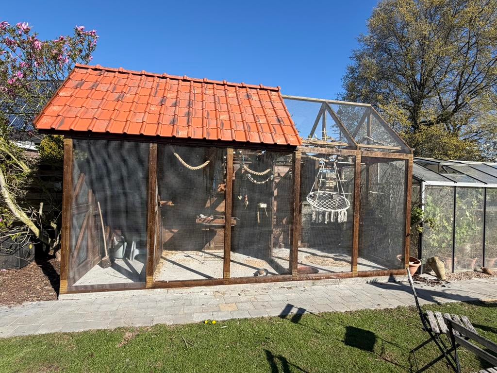 Gezocht Turquoisine parkiet pop, Perruche