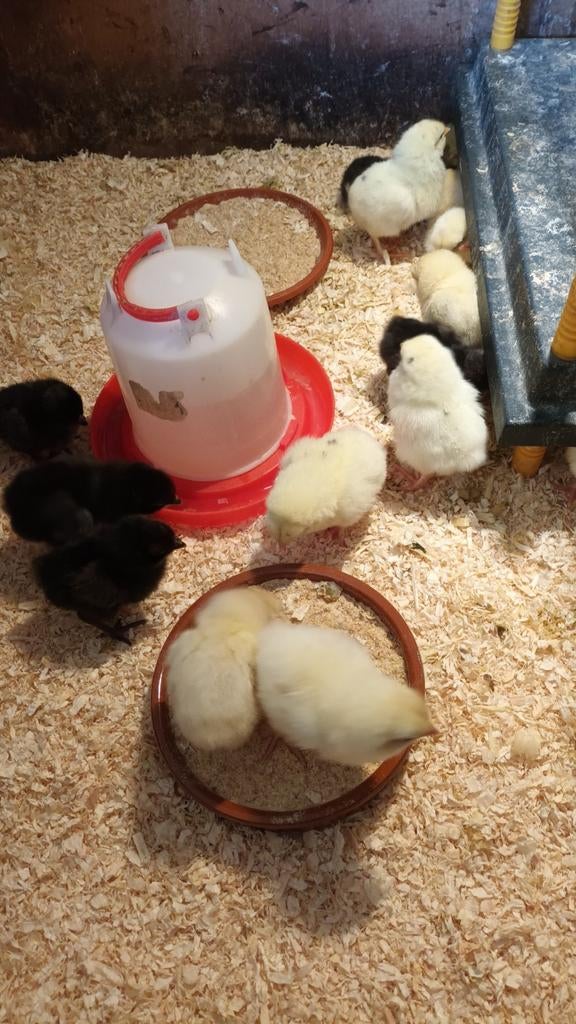 Verschillende soorten kuikens, Dieren en Toebehoren, Geslacht onbekend, Kip