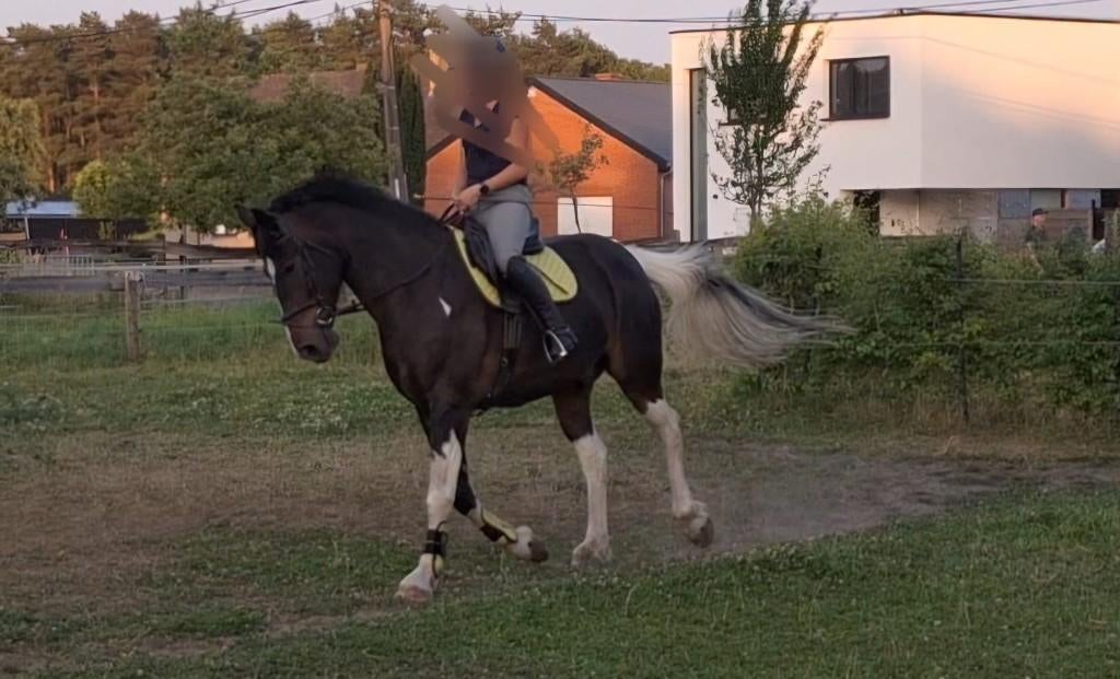 Verzorgpaard, Ophalen, Nieuw, Recreatie