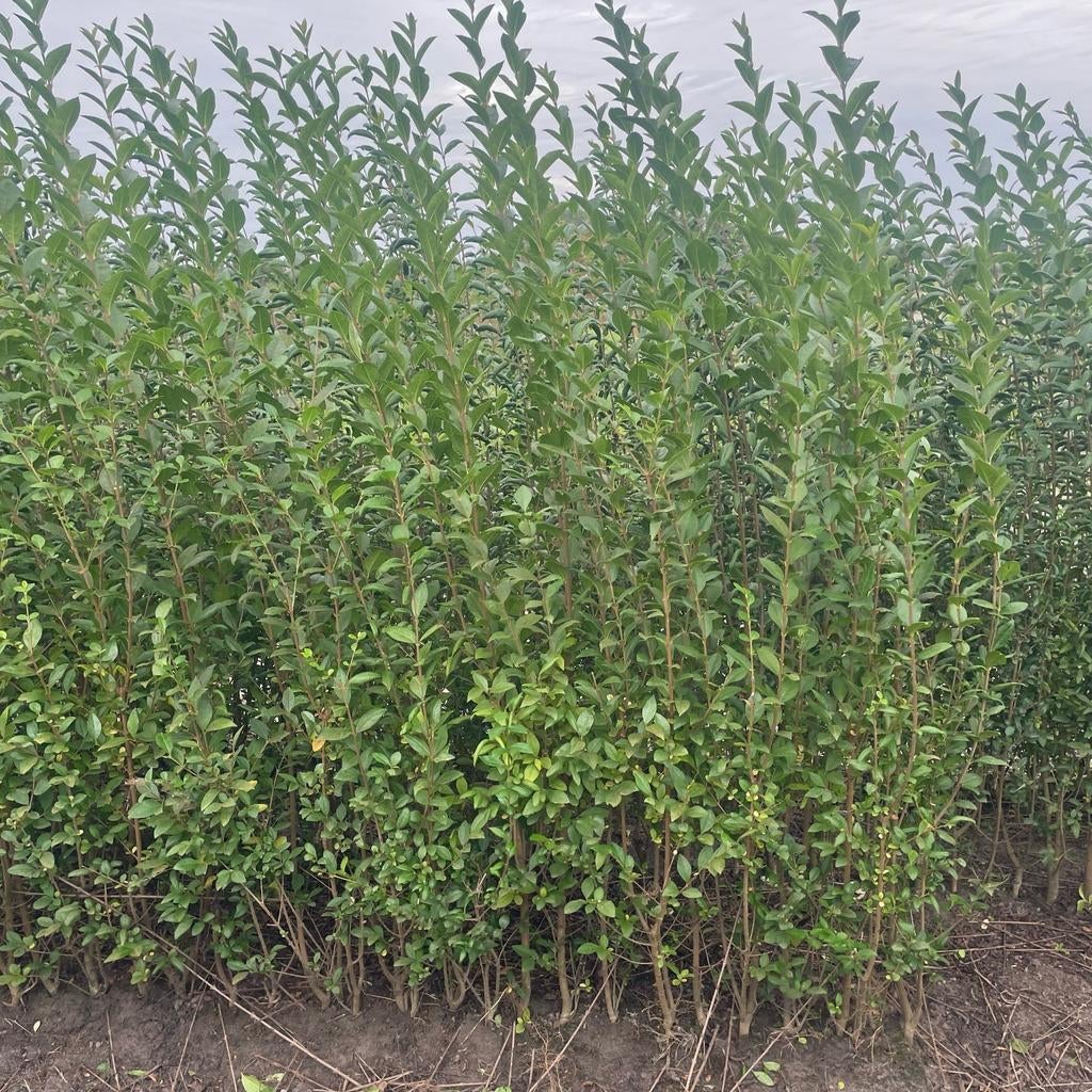‼️Ligustrum Ovalifolium aan promoprijzen ‼️, Jardin & Terrasse, Enlèvement, Taxus