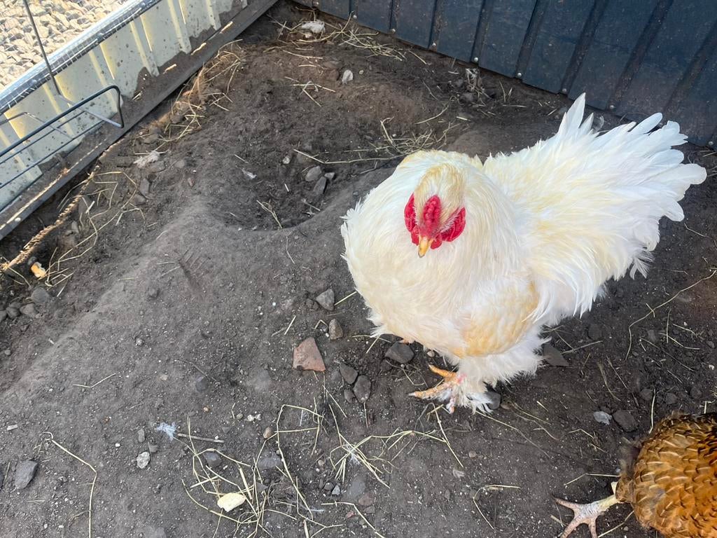 Brahma Lemon Pyle haan - TT kwaliteit, Dieren en Toebehoren, Pluimvee, Mannelijk, Kip