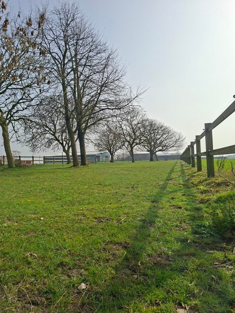 Allrounder gezocht!, Dieren en Toebehoren, Springpaard, B, Ruin, 170 tot 175 cm