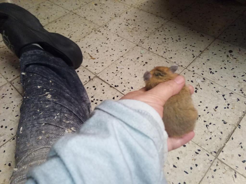 5 goudhamsters mannetjes die weg mogen, Dieren en Toebehoren, Knaagdieren, Februari, Tam