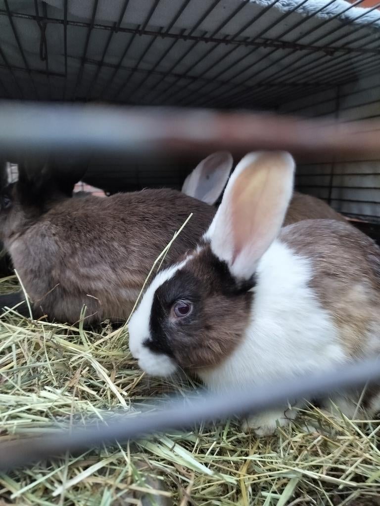 Konijntjes te koop, Dieren en Toebehoren, Konijnen