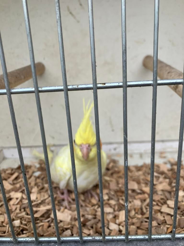 LAATSTE JONGE VALKPARKIETJES 2026- OM HAND TAM TE MAKEN, Animaux & Accessoires, Oiseaux | Perruches & Perroquets, Perruche, Plusieurs animaux