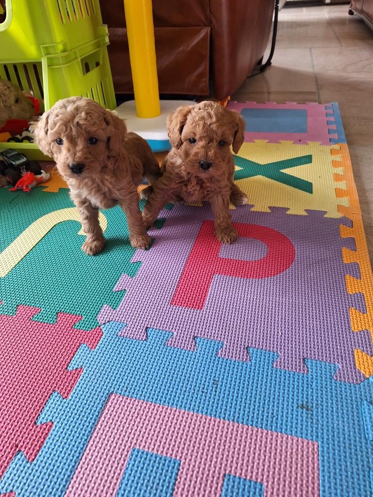 Toy/dwergpoedel pupjes, Caniche, Belgique, Plusieurs, Hépatite contagieuse (maladie de Rubarth)