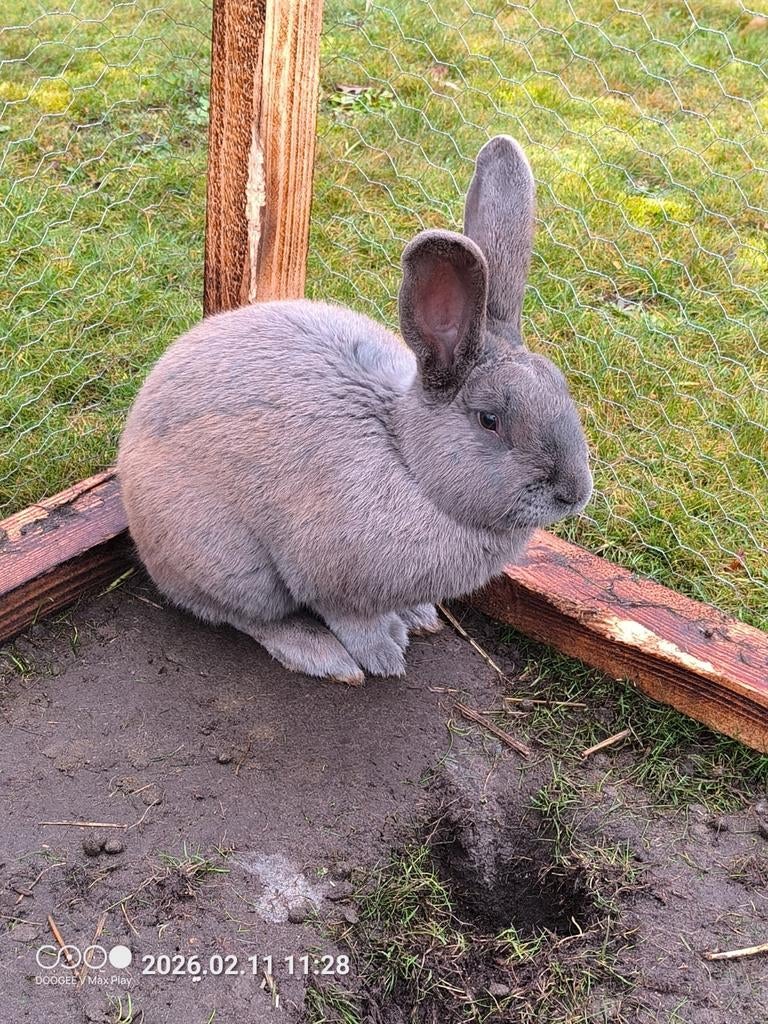 Vlaamse reus blauw ram, Dieren en Toebehoren