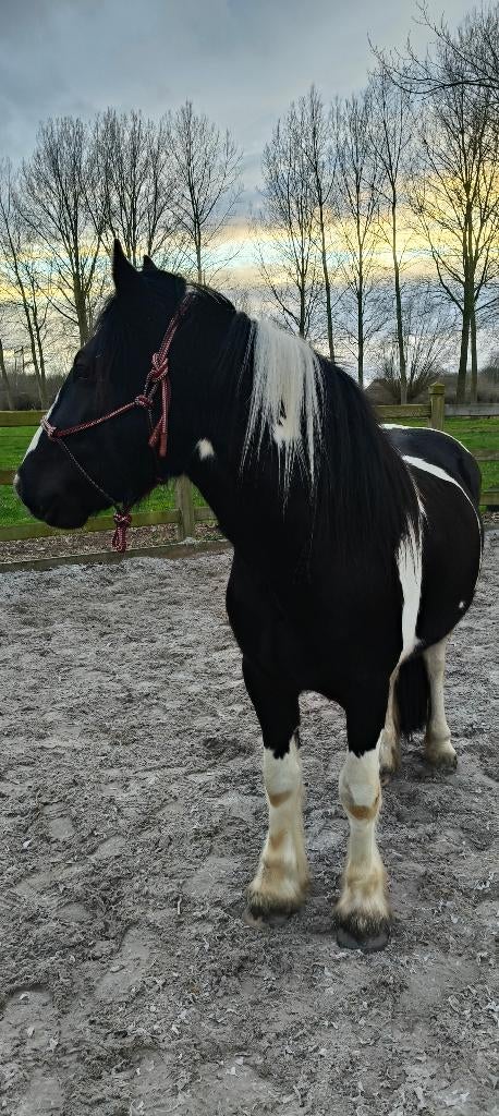 Étalon irlandais en épi ou Tinker, Animaux & Accessoires, Poneys, Étalon, Vermifugé
