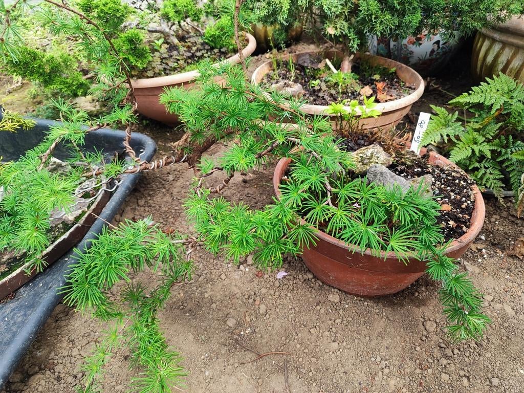 startplant bonsai larix, Ophalen