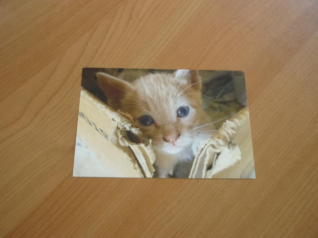 Gratis Kaart foto kitten, Ophalen of Verzenden, Foto