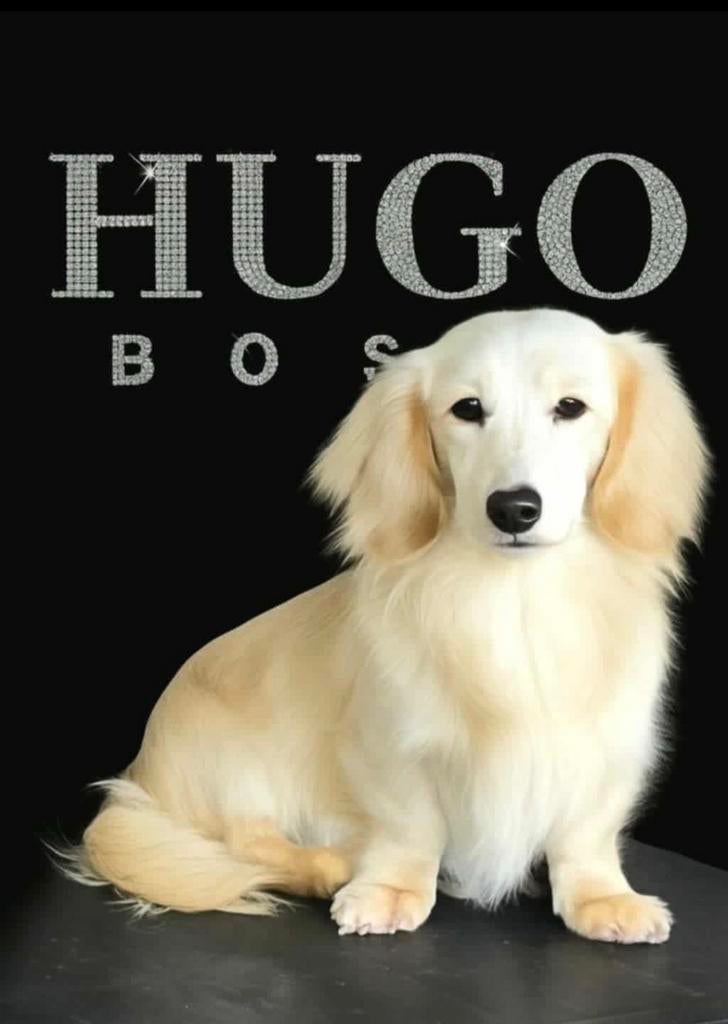 Prachtige mooi geheel embark geteste Dekreu, 3 à 5 ans, Chien (mâle), Hépatite contagieuse (maladie de Rubarth), Belgique