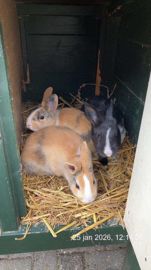 3 jonge konijnen te koop., Animaux & Accessoires, Lapins, Taille moyenne, Mâle, 0 à 2 ans