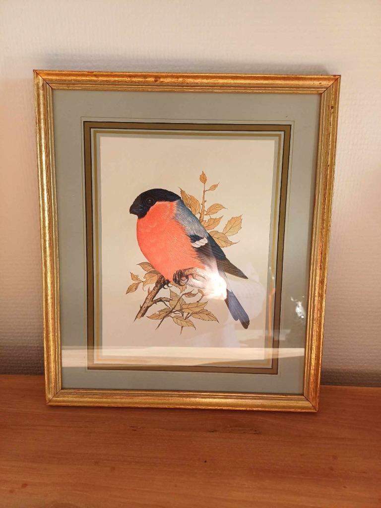 Vintage tekening Goudvink in mooie kader, Antiek en Kunst, Curiosa en Brocante, Ophalen