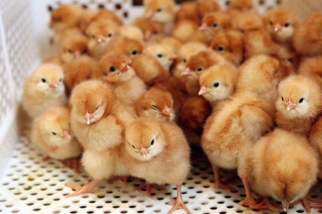 dag kuikens traditionele legrassen (100% hennen) 26 mei, Dieren en Toebehoren, Vrouwelijk, Kip