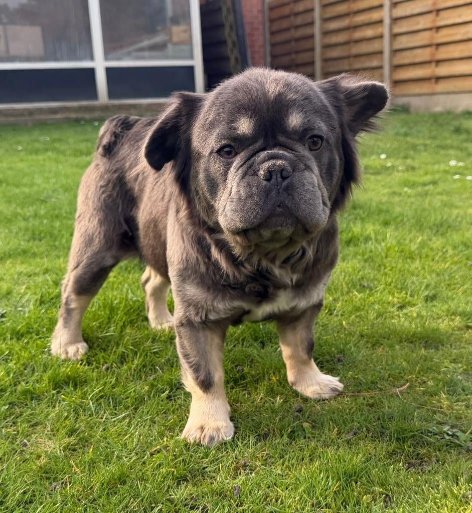 Fluffy Frenchie Fluffy Franse bulldog, Animaux & Accessoires, Chiens | Bouledogues, Pinschers & Molossoïdes, Chienne, Bouledogue