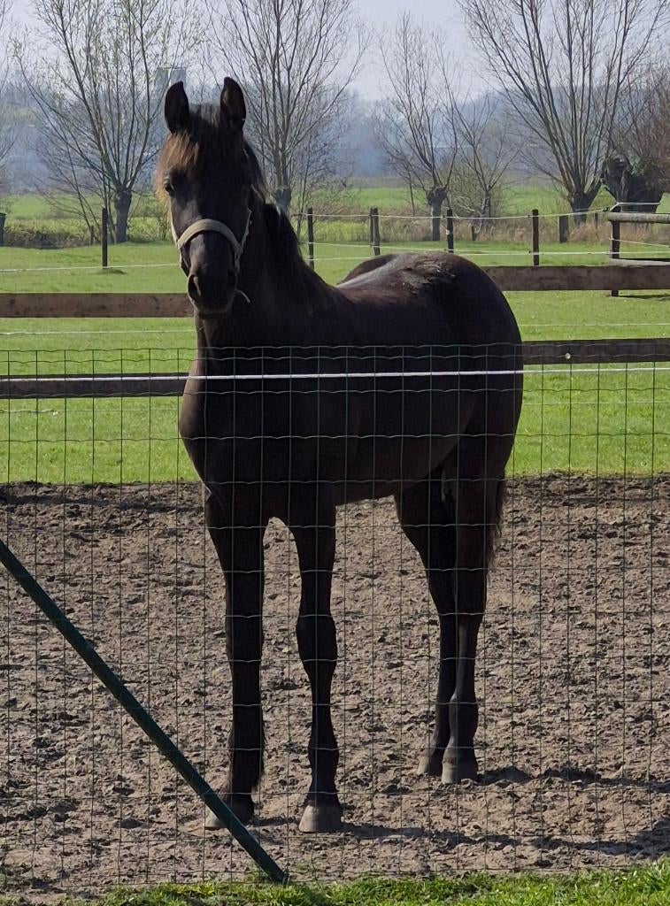 Arabo friese jaarling ruin., Dieren en Toebehoren, Paarden, Ruin, Met stamboom, 0 tot 2 jaar