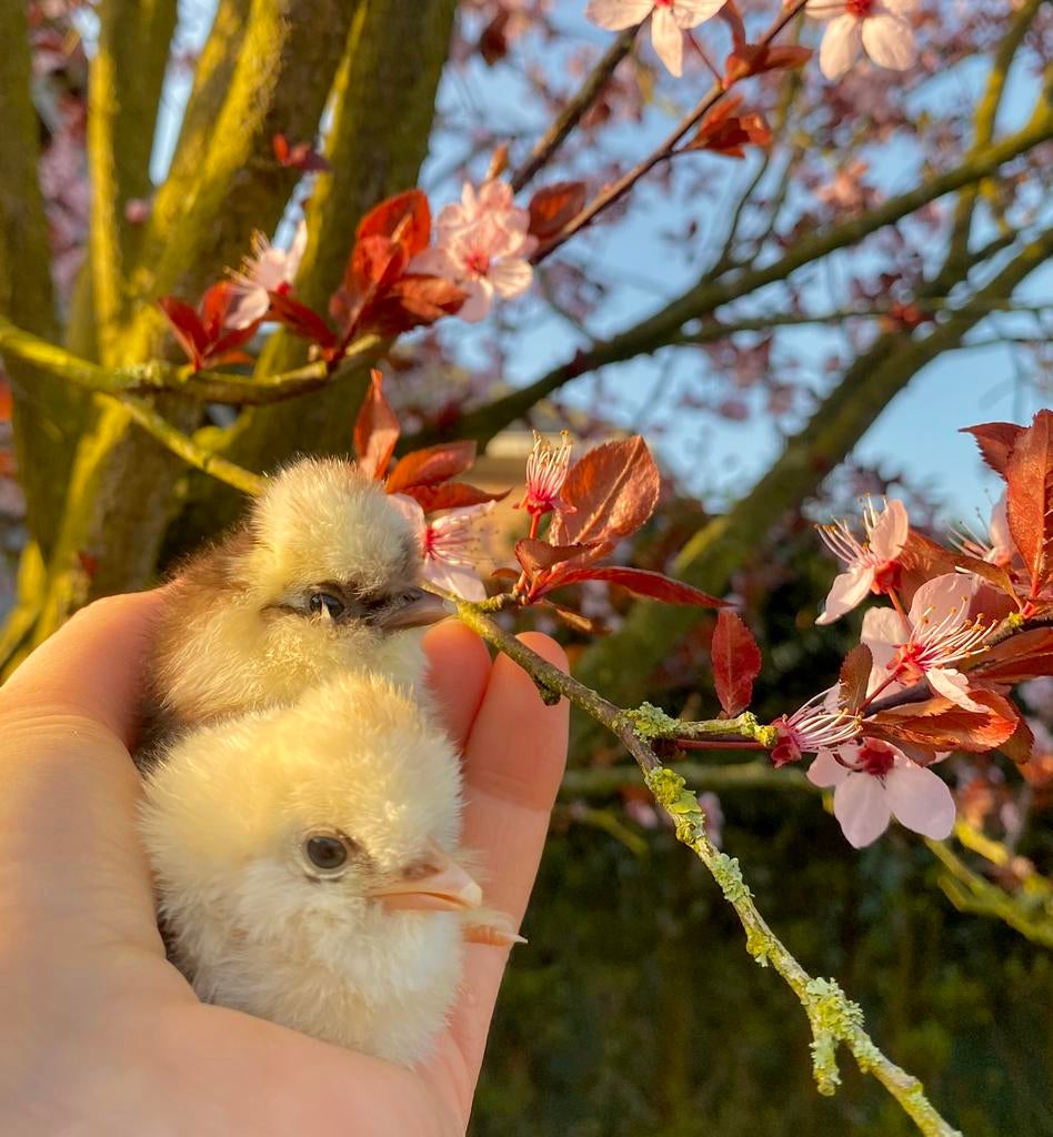 Zijdehoen/ zijdehoender broedeieren (mottled), Dieren en Toebehoren, Pluimvee, Kip, Meerdere dieren