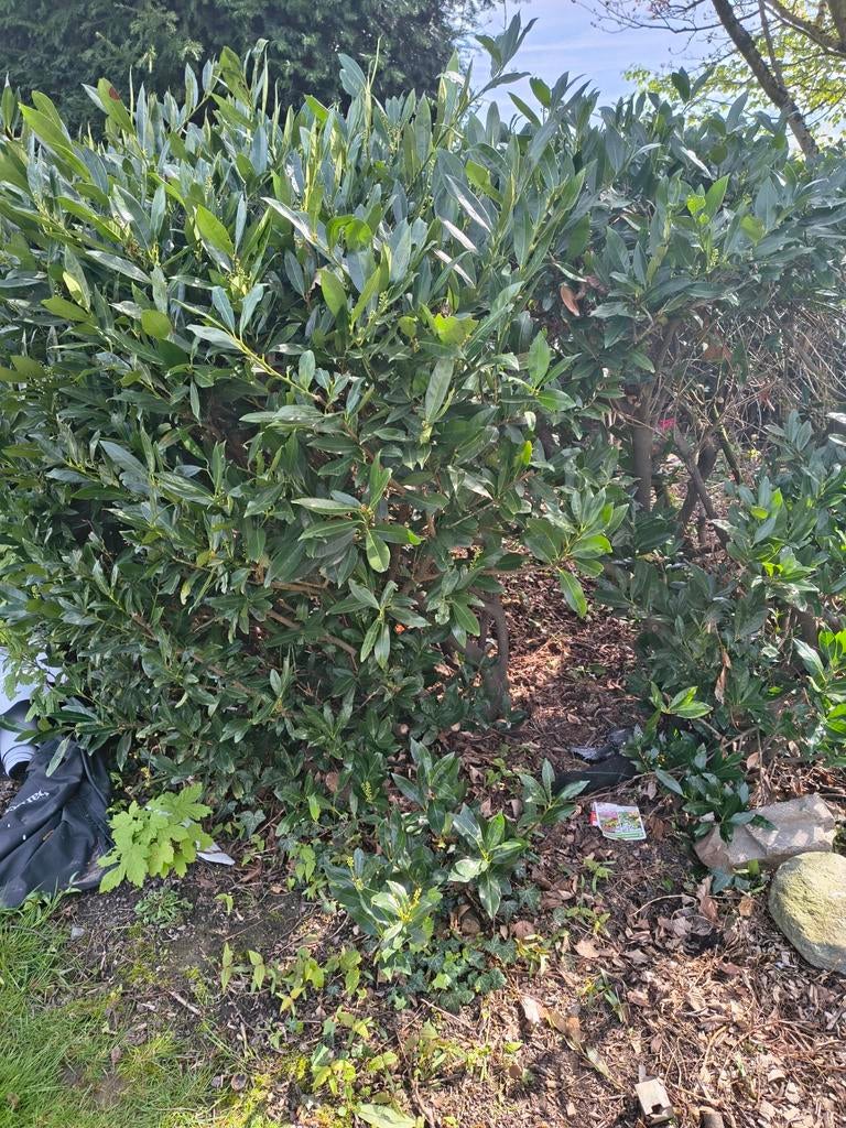 Laurier, Tuin en Terras, Ophalen, Laurier