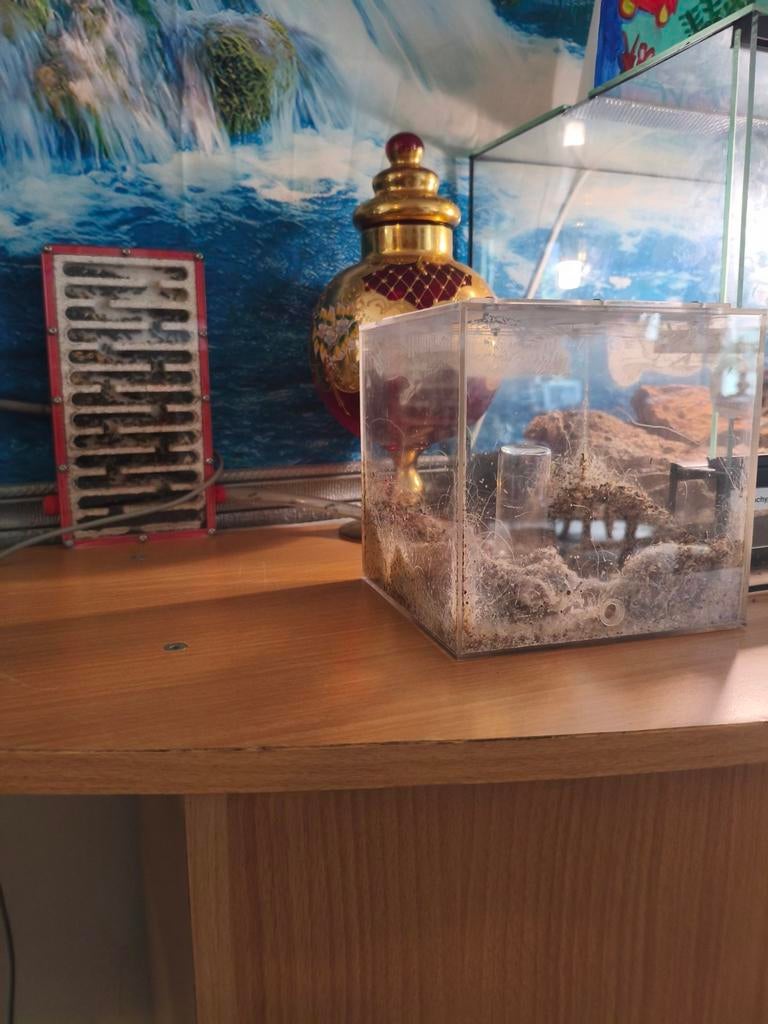 Kolonie messor barbarus mieren dringend weg, Dieren en Toebehoren