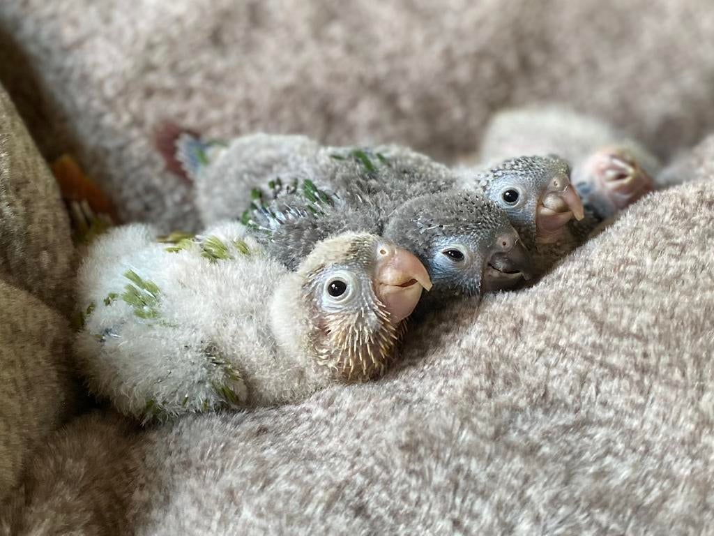 Pyrrhura Molinae baby, Dieren en Toebehoren, Vogels | Parkieten en Papegaaien, Meerdere dieren, Parkiet, Geringd