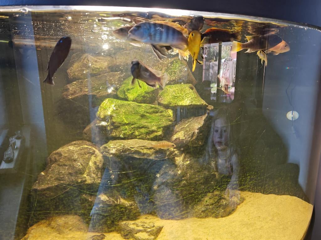 Malawi cichliden, Dieren en Toebehoren, Vis, Zoetwatervis, Schoolvis