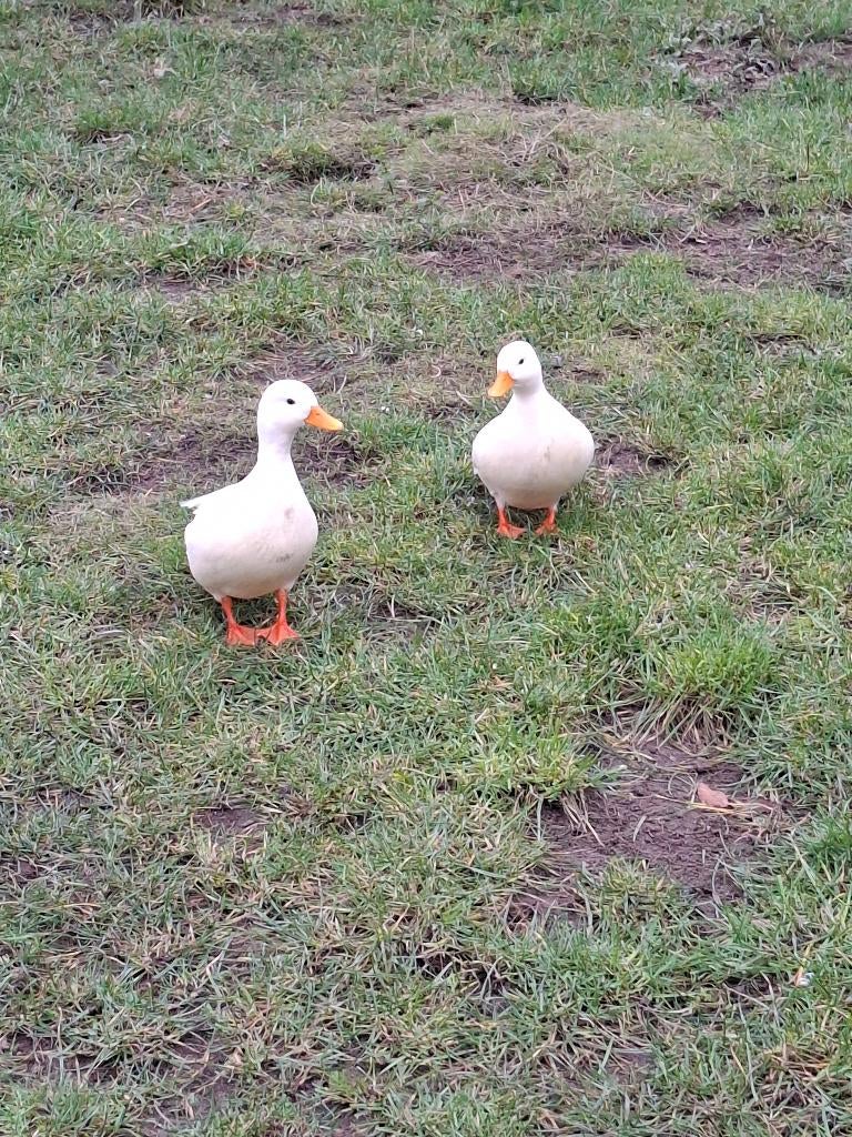 Witte kwakers, Dieren en Toebehoren, Pluimvee, Meerdere dieren, Eend