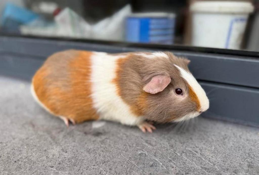 Jonge cavia, Dieren en Toebehoren, Cavia, Mannelijk, Tam, Oktober