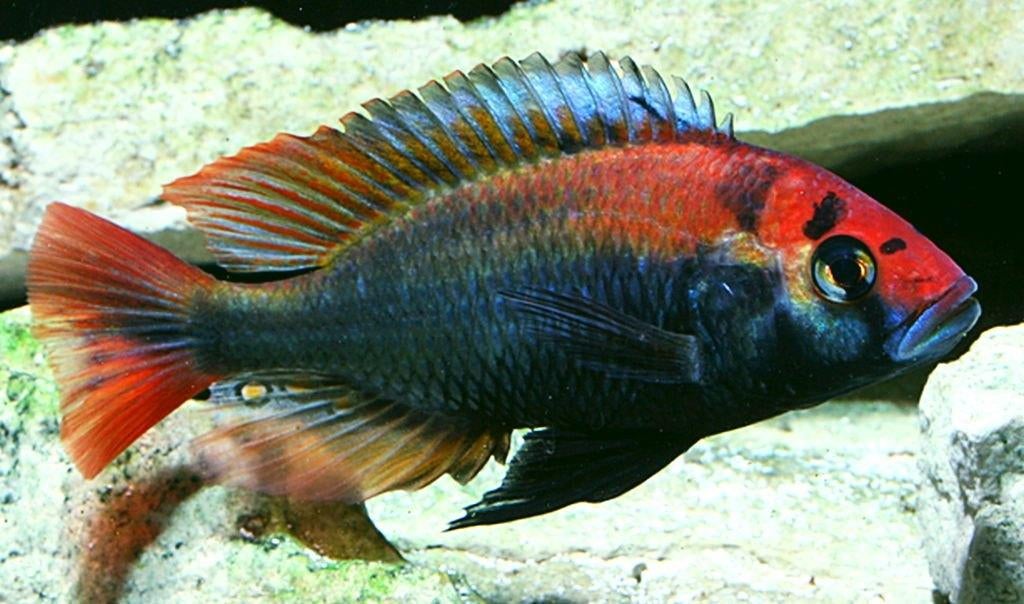 Haplochromis Sp. Ruby Green, Poisson, Poisson d'eau douce