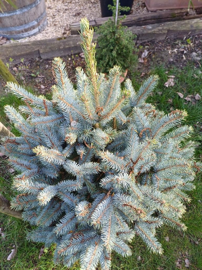 Picea pungens blauwe kerstboom, Tuin en Terras, Planten | Bomen, Ophalen