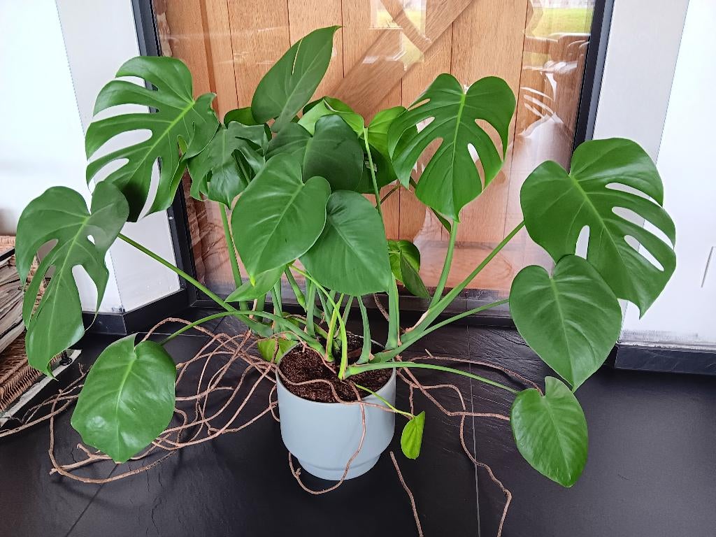 MONSTERA PLANT MET DESIGNPOT, Ophalen