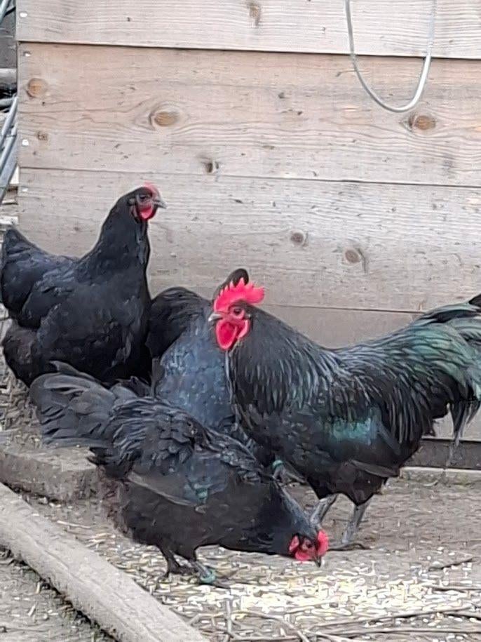 broedeieren van legkippen - raskippen en kuikens, Poule ou poulet