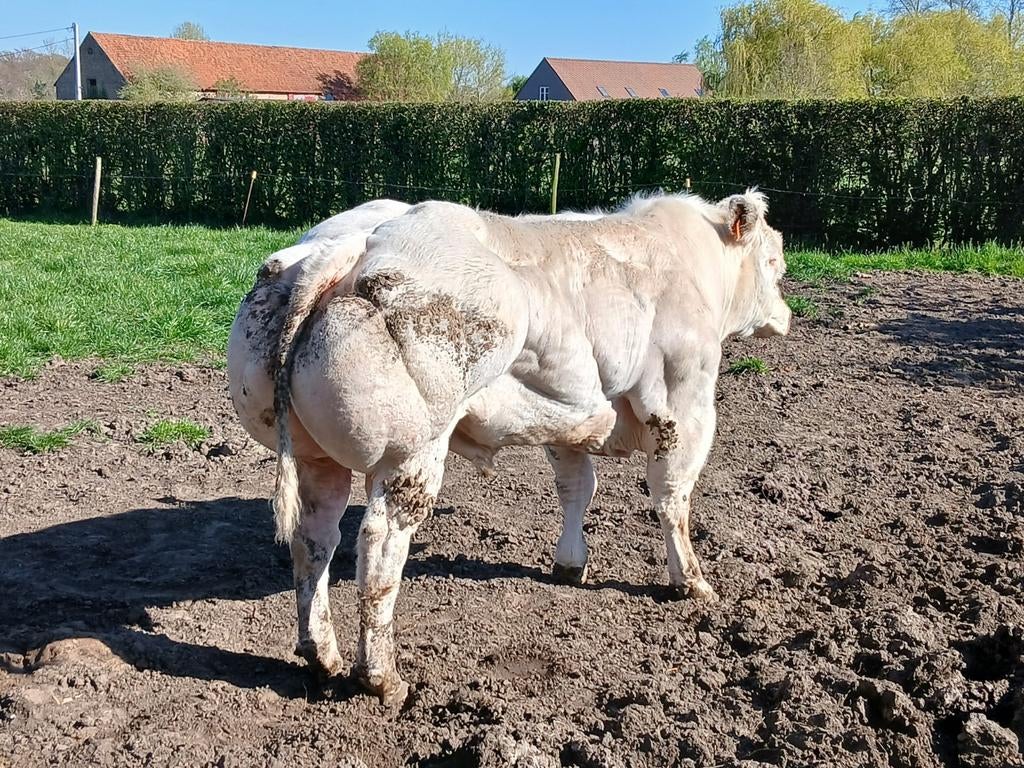 Dekstier 14 maand, Dieren en Toebehoren, Runderen, Mannelijk, 0 tot 2 jaar