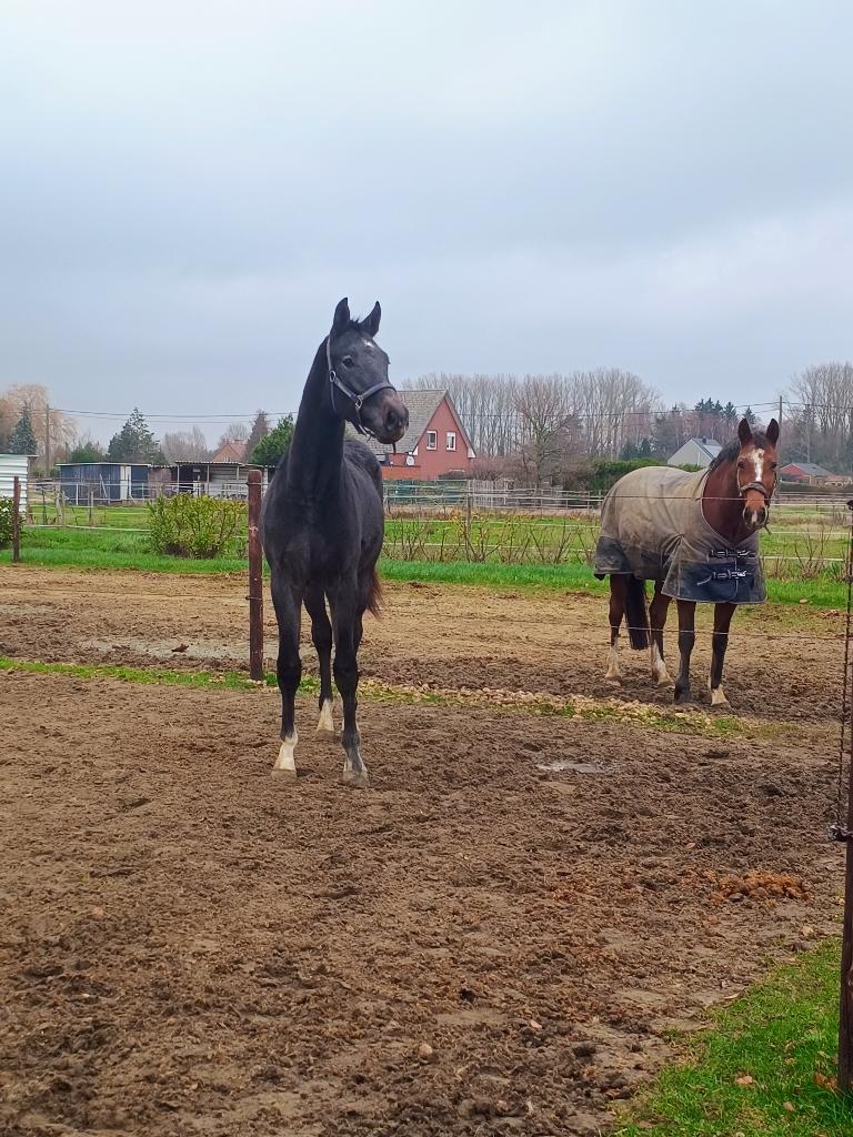 Groot springpaard - donkere schimmel - ruin 2 jaar, Dieren en Toebehoren, Paarden, Springpaard, Met stamboom, Ruin, 0 tot 2 jaar