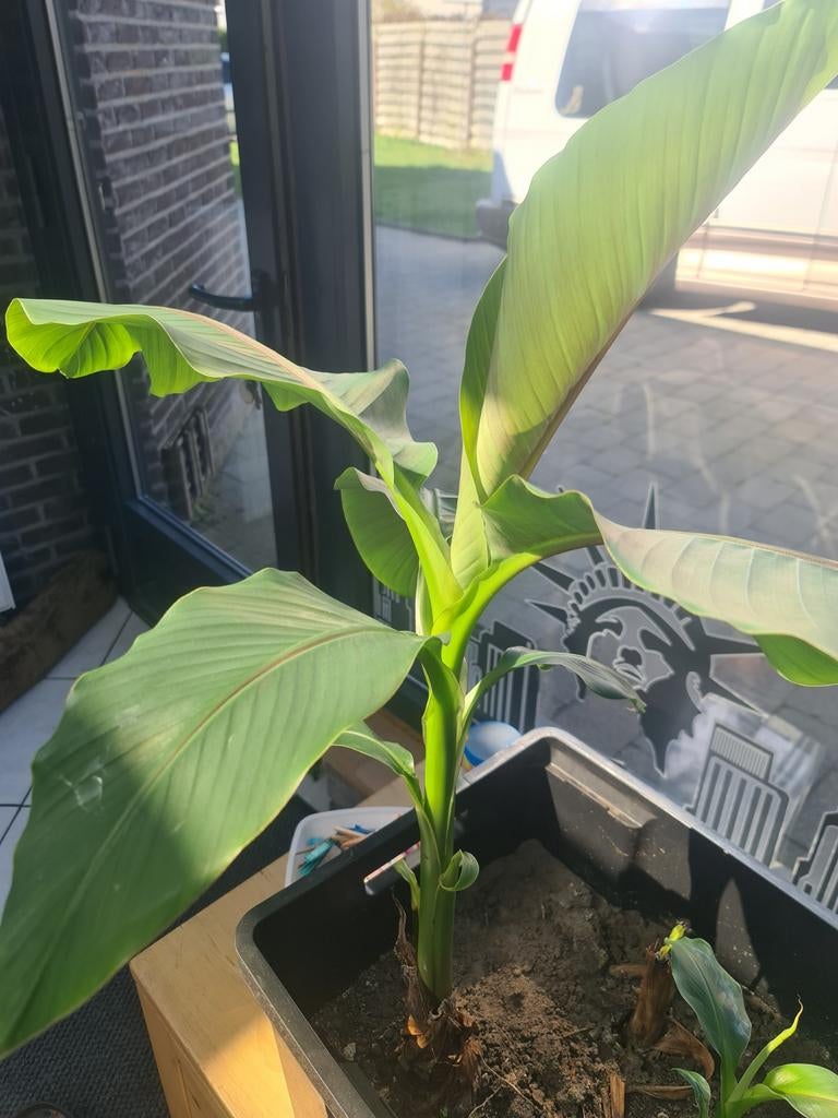 Bananenplant winterhard, Tuin en Terras, Ophalen