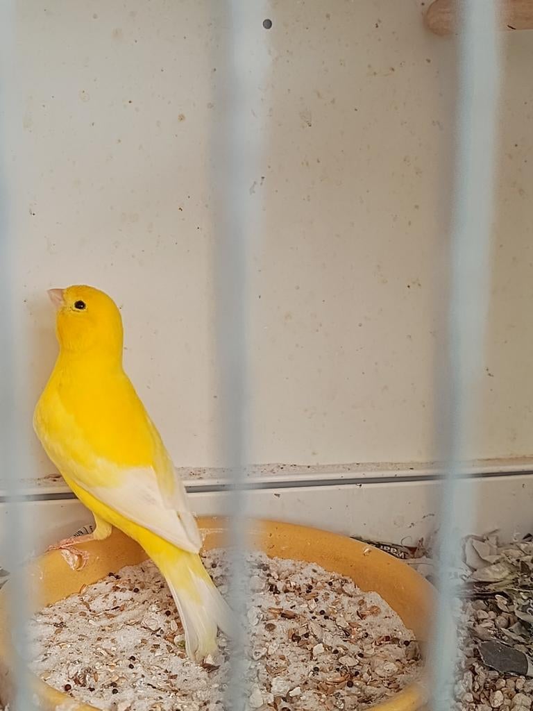 Les canaris cherchent un nouveau foyer