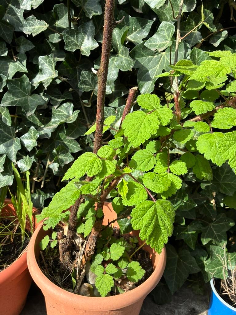 Japanse framboos - Rubus phoenicolasius, Tuin en Terras, Ophalen, Minder dan 100 cm, Overige soorten, In pot