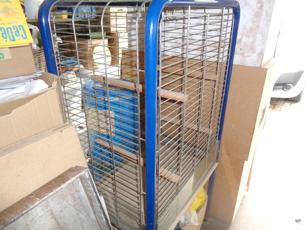 papegaaikooi, Dieren en Toebehoren, Papegaai