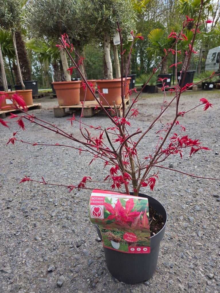 Acer Palmatum 'Ben -  Maiko, Ophalen, Halfschaduw