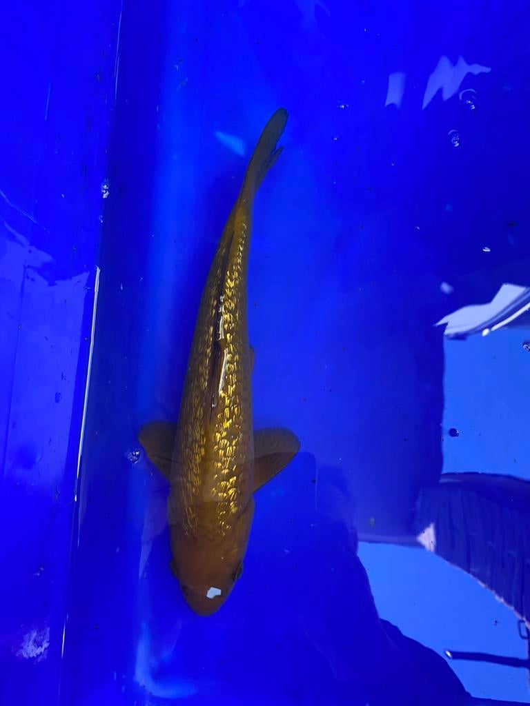 Ginrin chagoi, Dieren en Toebehoren, Vissen | Vijvervissen