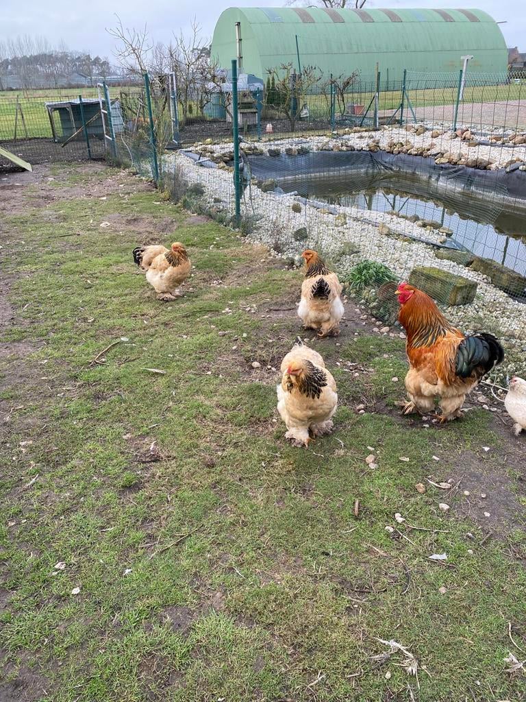 Broedeieren van Brahma