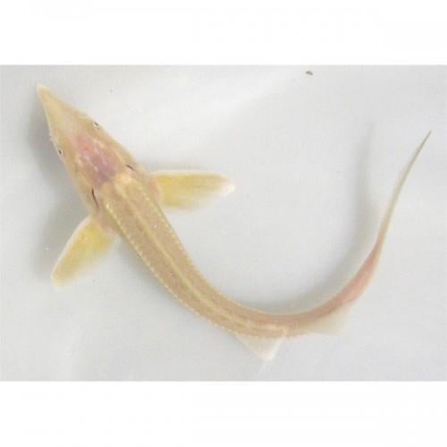 kleine albino steur gezocht, Dieren en Toebehoren, Steur