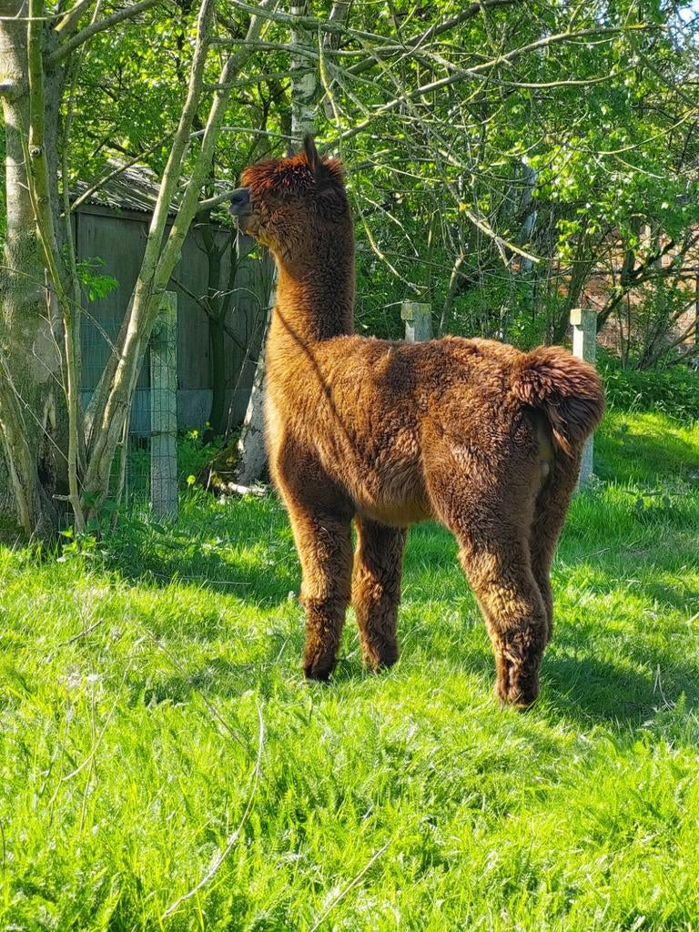 Alpaca hengst, Dieren en Toebehoren, Overige Dieren, Mei, Mannelijk