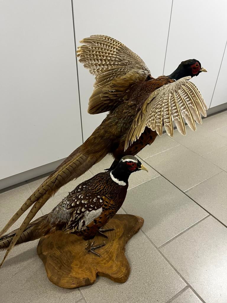 Fazanten, Enlèvement, Comme neuf, Oiseaux, Animal empaillé