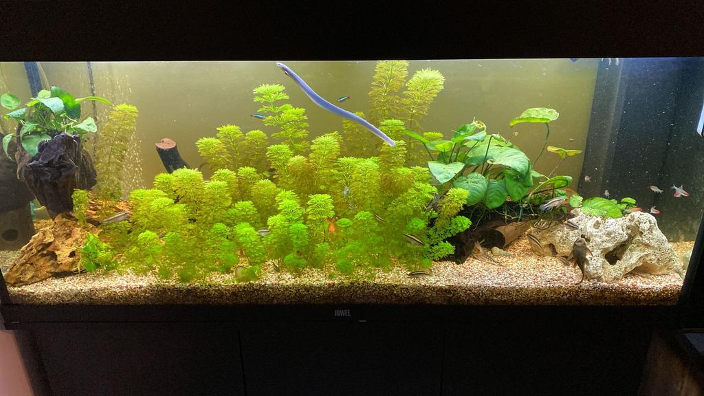 De Cabomba aquatica/water waaier, Ophalen of Verzenden, Nieuw, Plant(en), Steen of Hout