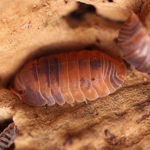 Verschillende isopods te koop - cubaris, armadillidium, Animaux & Accessoires, Autres espèces