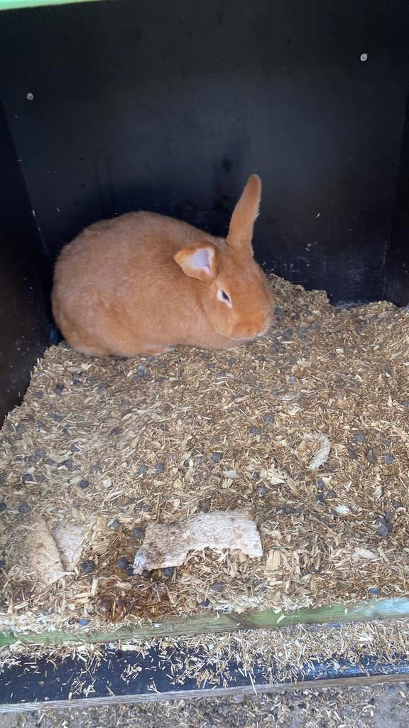 Konijnen, Dieren en Toebehoren, Konijnen