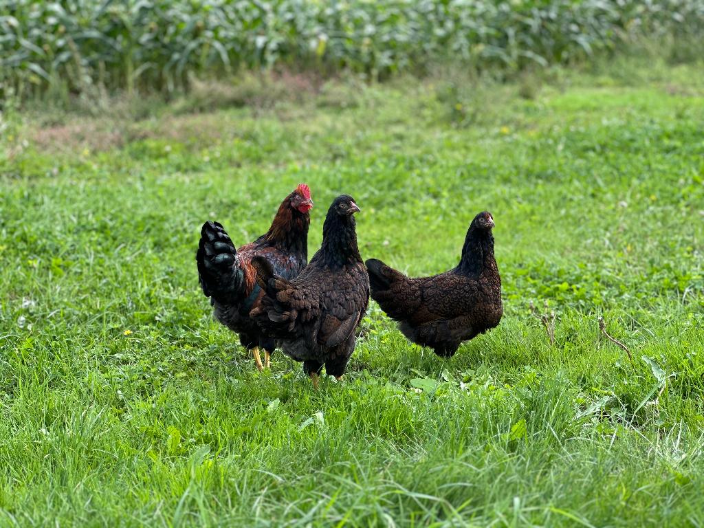 Jonge tamme Barnevelder kippen gesekst & ingeënt, Femelle, Poule ou poulet