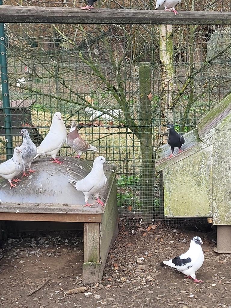 Jonge duiven, Meerdere dieren, Overige soorten