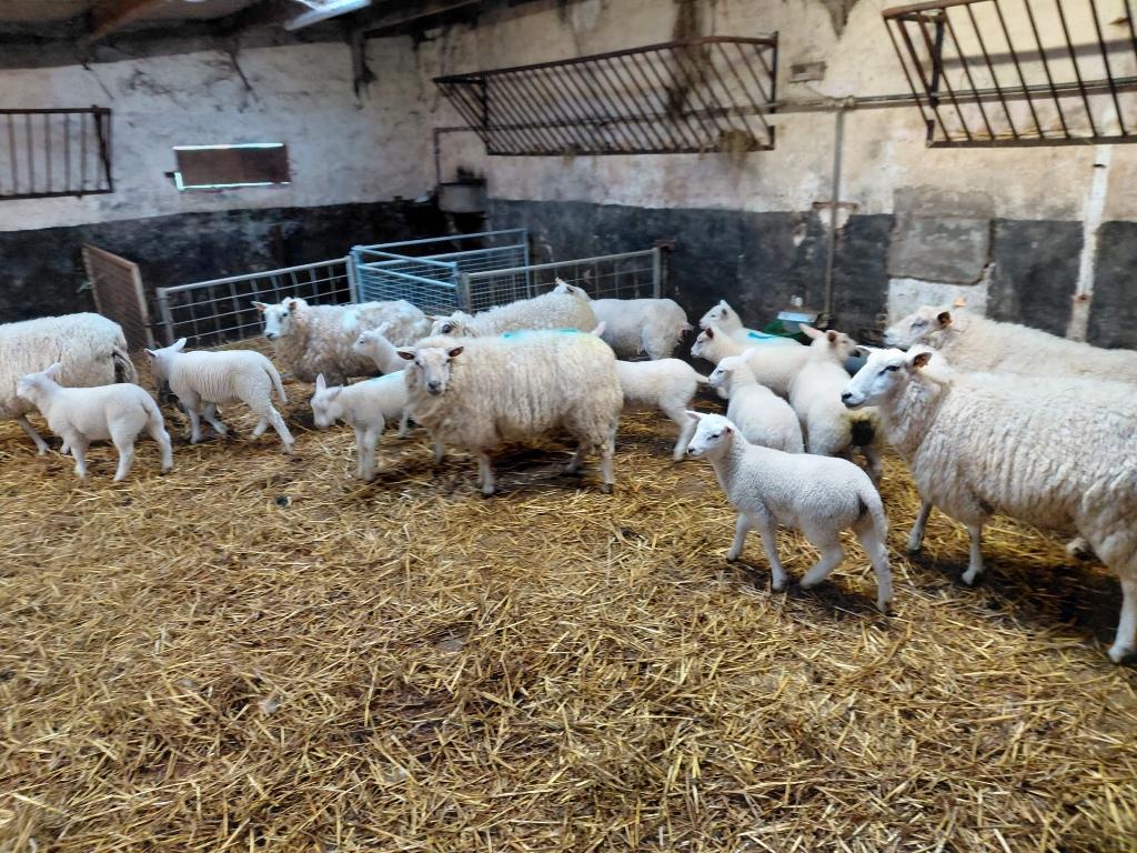 Schapen met lammeren, Dieren en Toebehoren, Meerdere dieren, Schaap