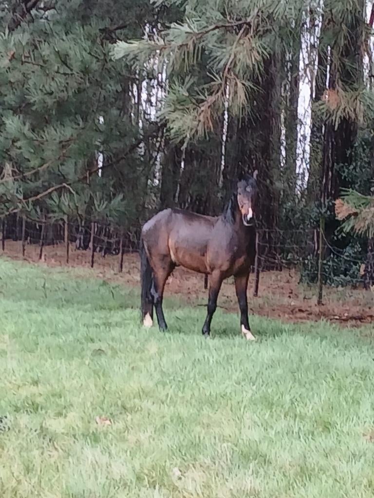 Brave a pony, Dieren en Toebehoren, Pony's, Ruin